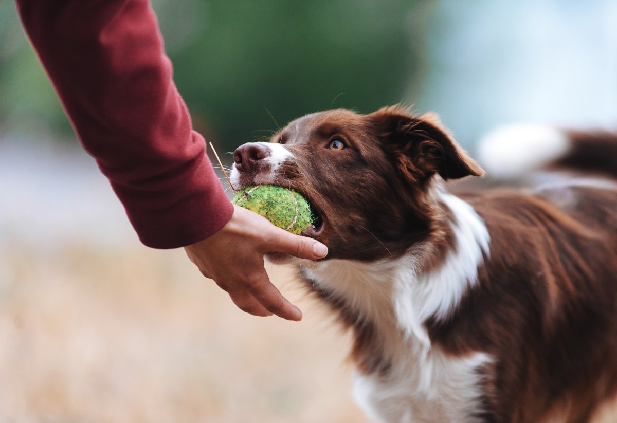 Hund mit Ball