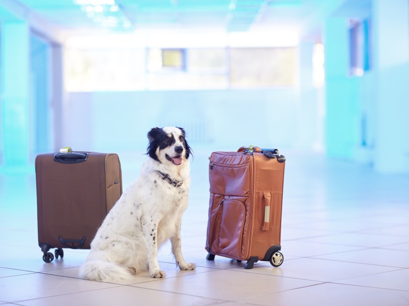 Hund am Flughafen