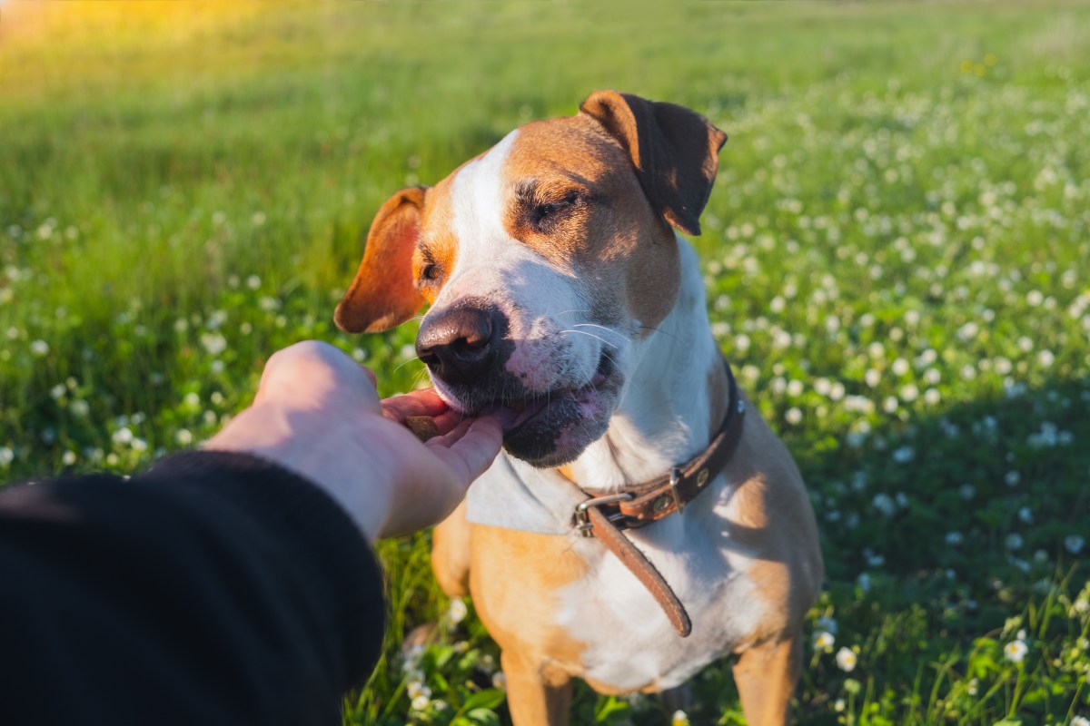 Hund im Frühling