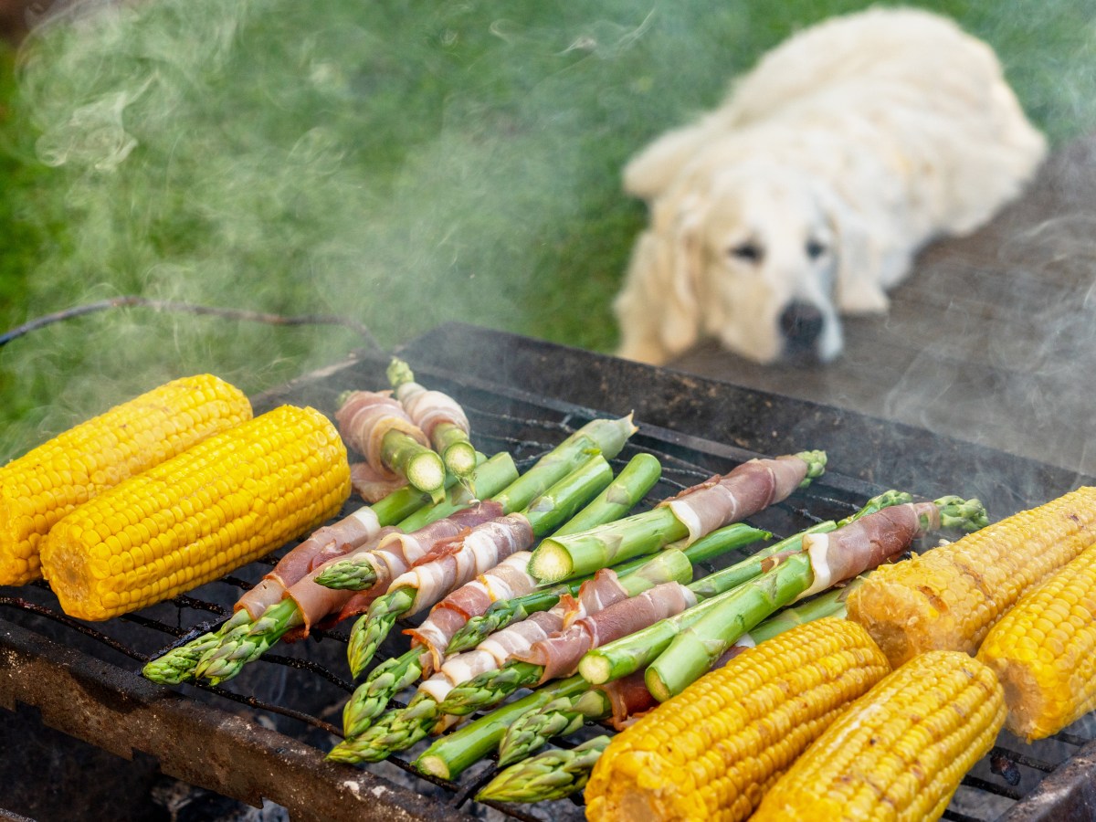 Dürfen Hunde Spargel essen? Die eindeutige Antwort