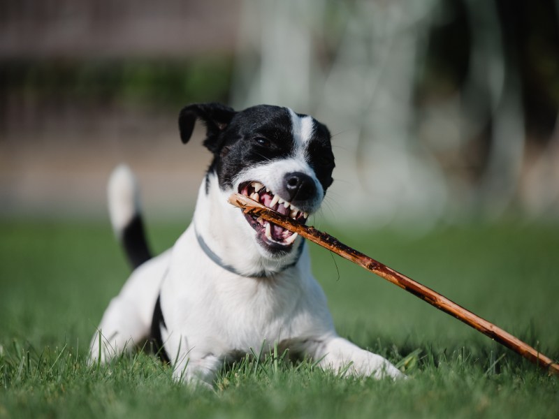 Hund mit Stock