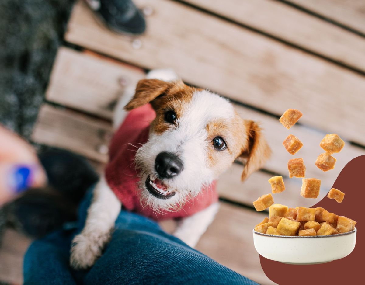 Hund mit Tofu