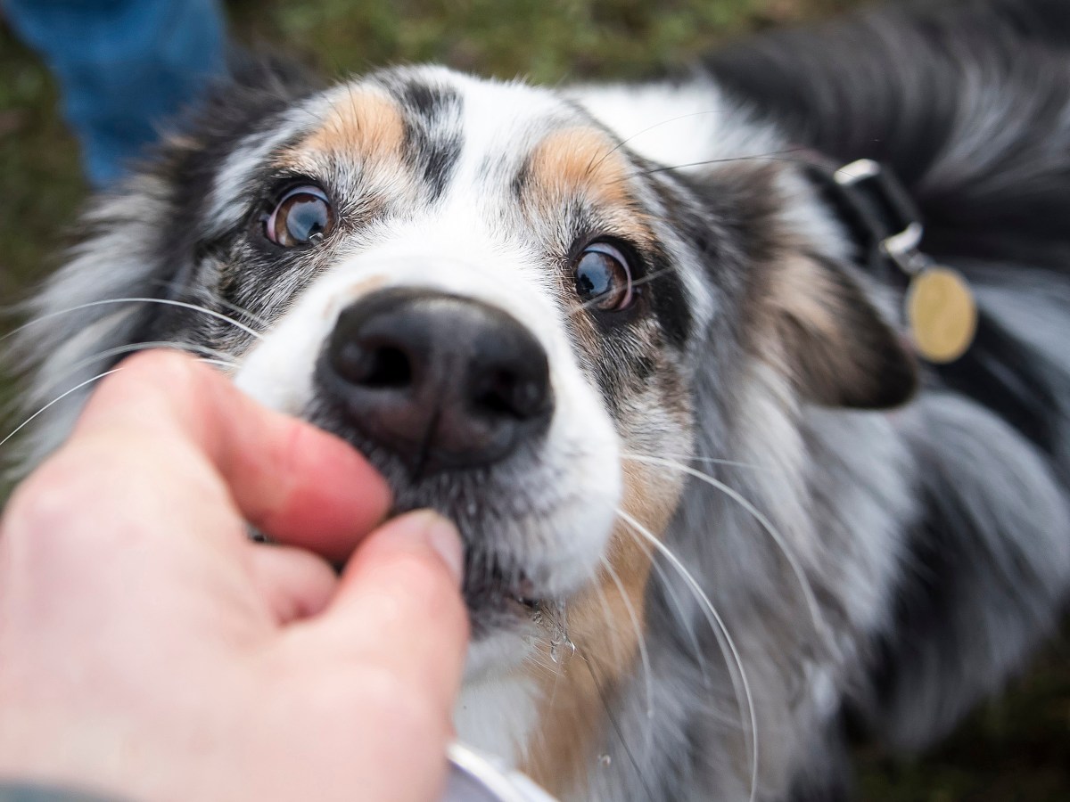 Hund Xylit Vergiftung