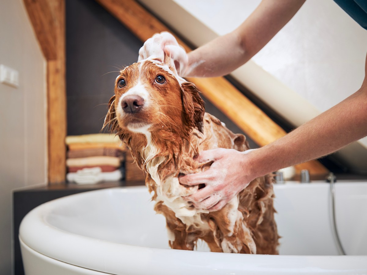 Regnerisches Schmuddelwetter: Wie oft sollte man den Hund baden?