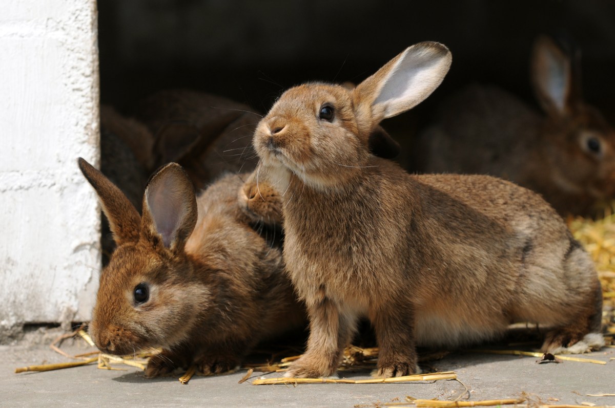 Kaninchenplage viele Tiere