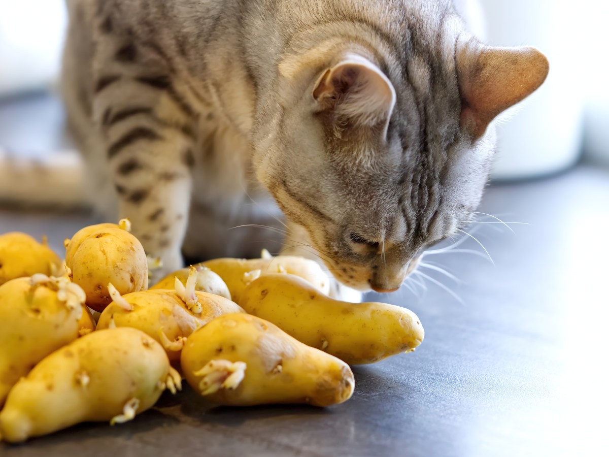 DÃ¼rfen Katzen Kartoffeln essen