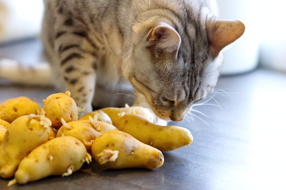 Dürfen Katzen Kartoffeln essen