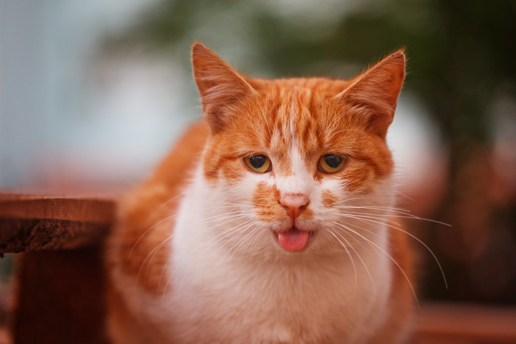 Katze zeigt Nebenwirkungen und streckt Zunge raus