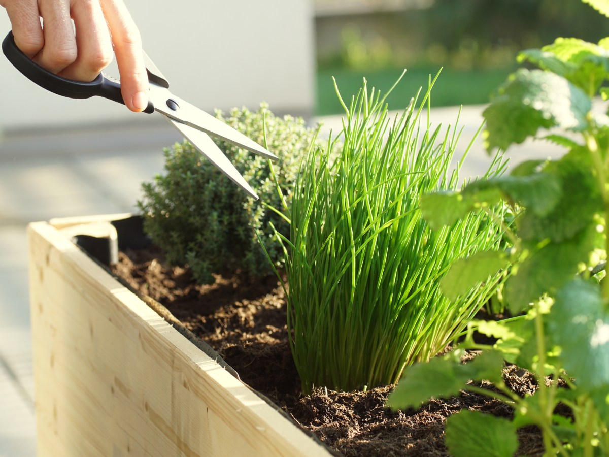 Kräutergarten auf dem Balkon: 4 Dinge, die du beachten musst