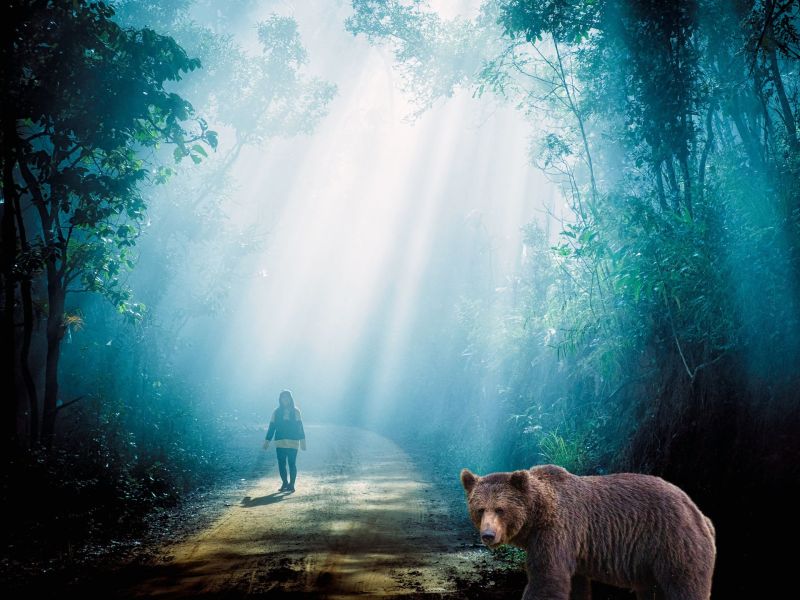 TikTok-Diskussion Mann oder Bär: Wen würde man als Frau in einem Wald eher treffen wollen?