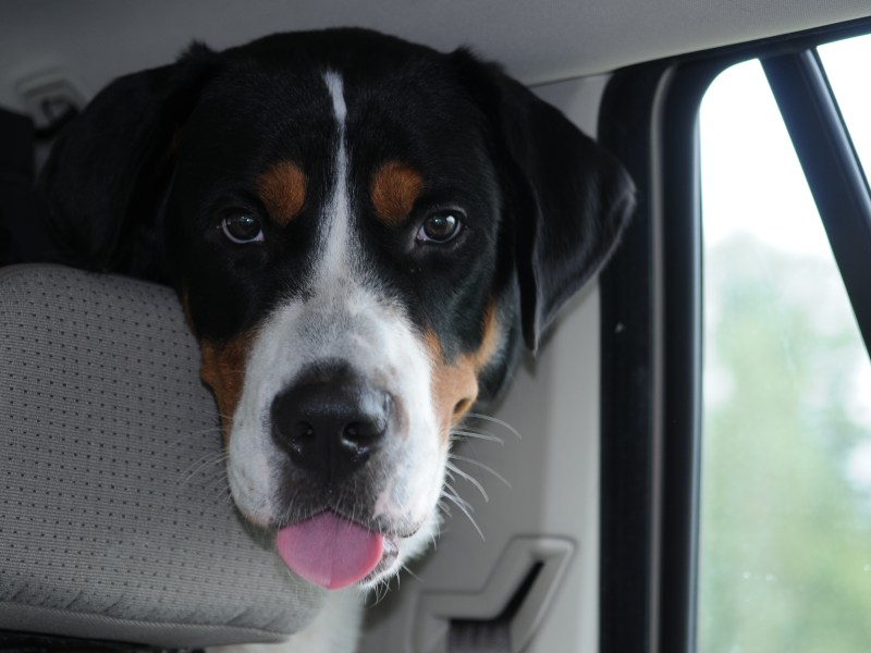 Schweizer Sennenhund im Auto