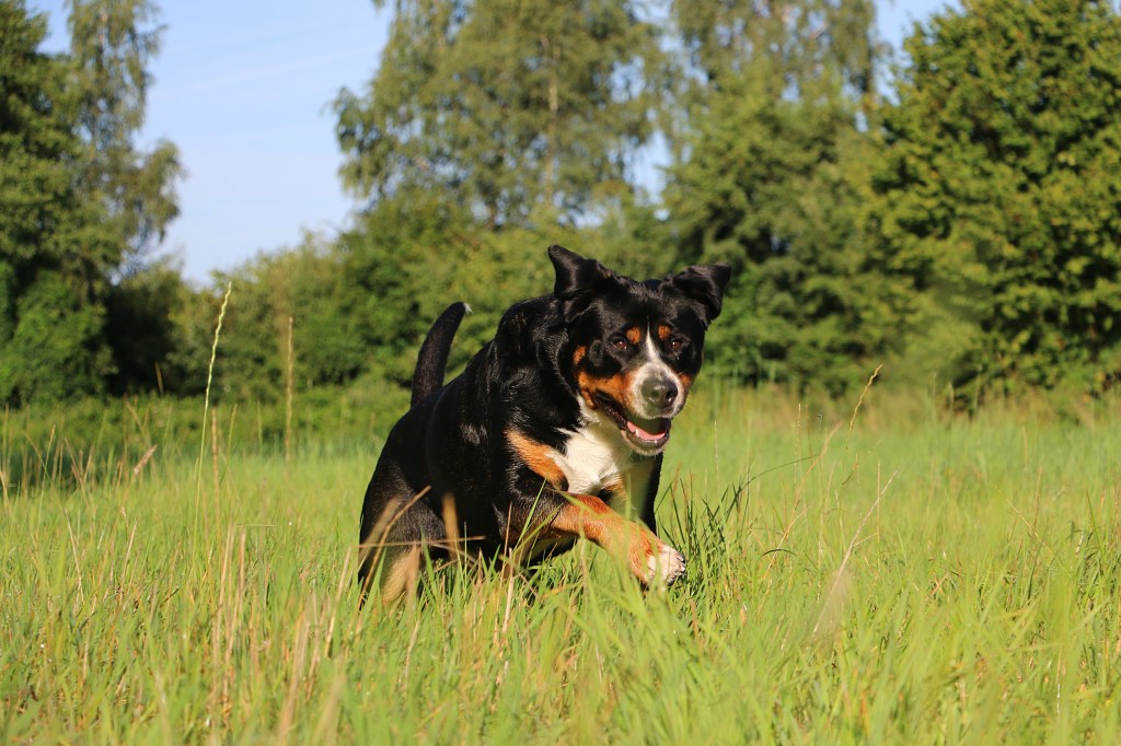 Schweizer Sennenhund