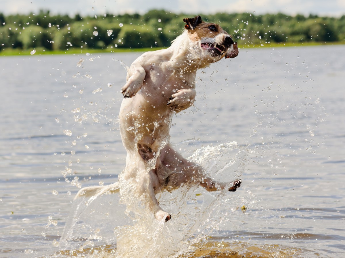 Wasserrute beim Hund: Das steckt dahinter