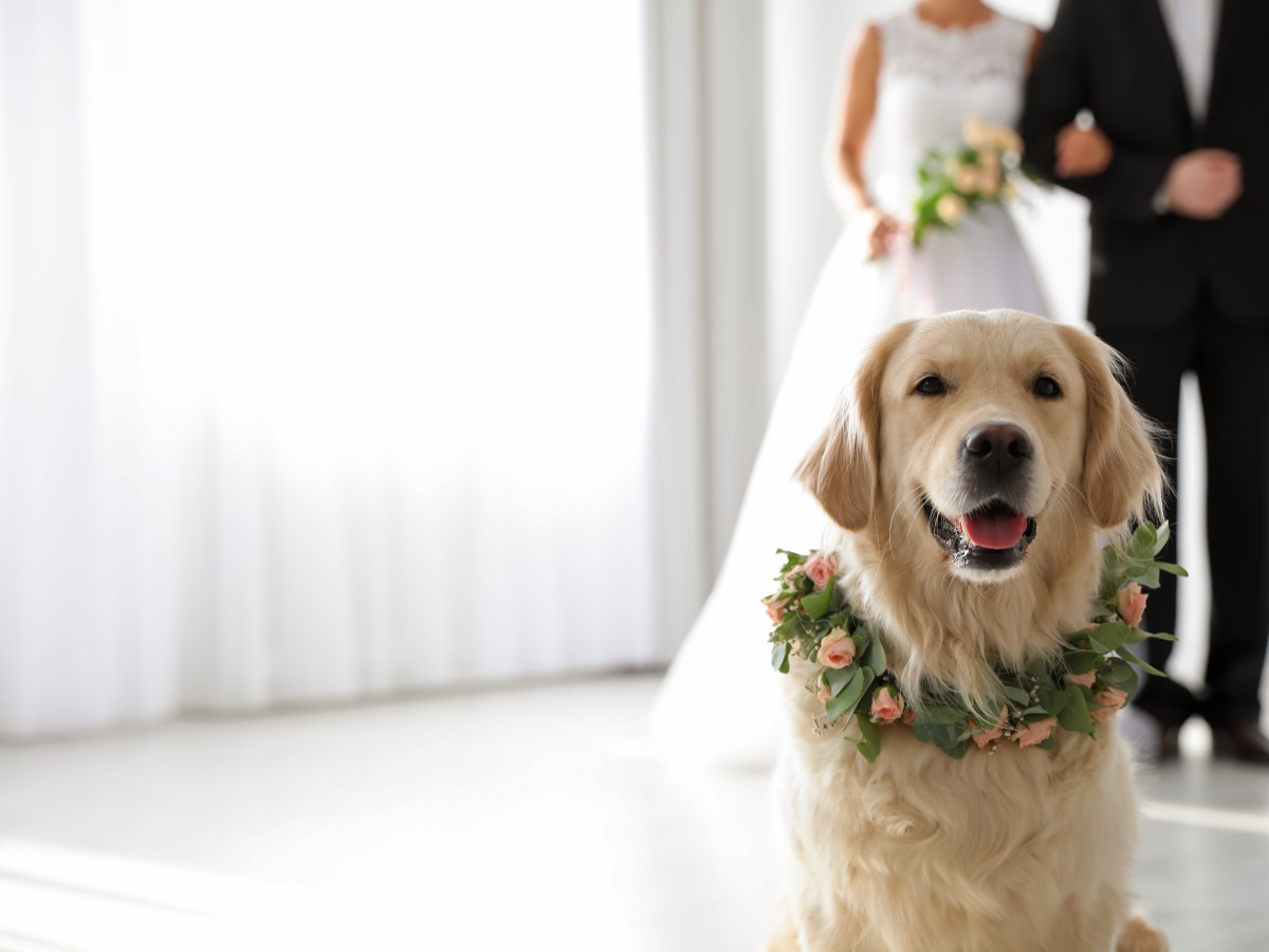 Statt Standesbeamter: Hund darf Heiratsurkunde „stempeln“