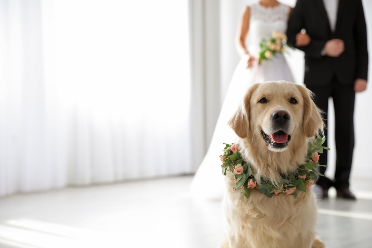 Hochzeitsurkunde von Hund gestempelt