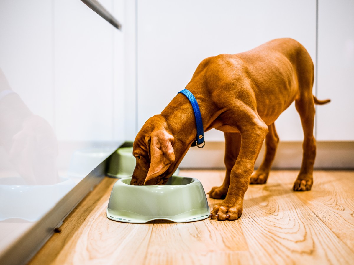 Allergiefutter fÃ¼r Hunde