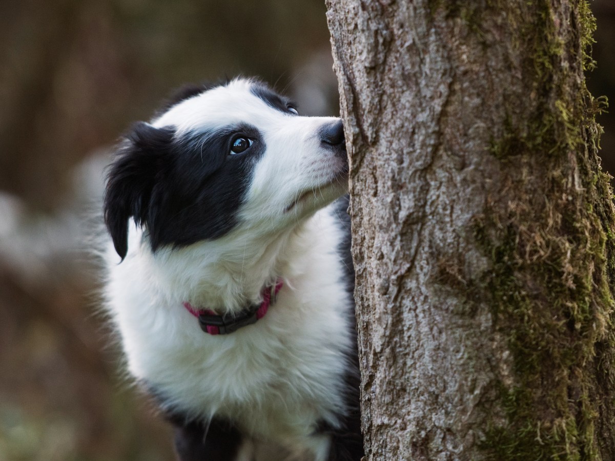 Hund schnÃ¼ffelt an Baum