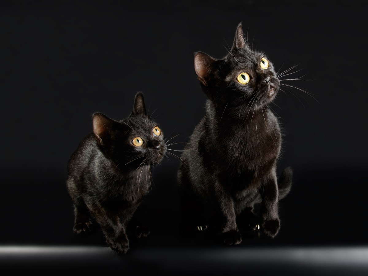Tiefschwarz und geheimnisvoll: Die Bombay Katze im Rasseportrait