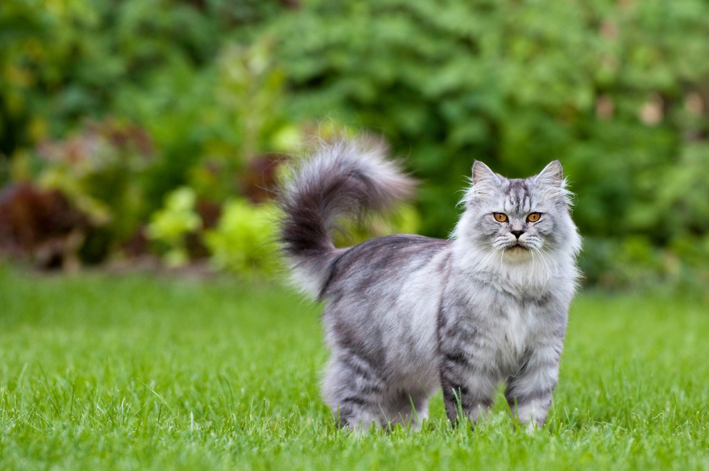 Britische Langhaarkatze steht im Gras