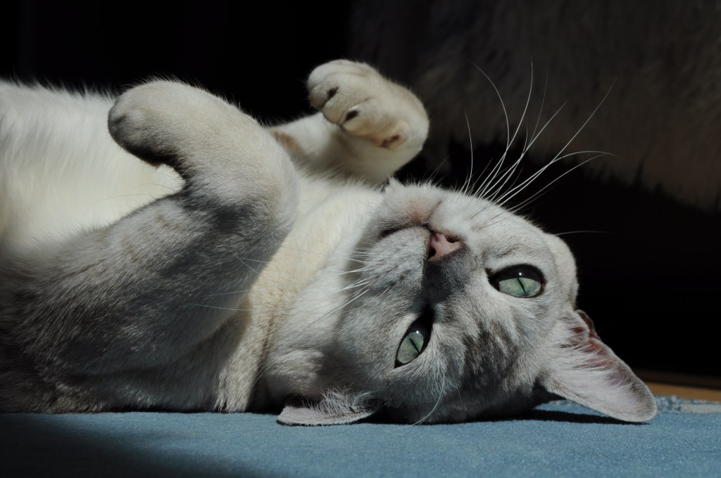 Burmilla Katze liegt auf dem Rücken