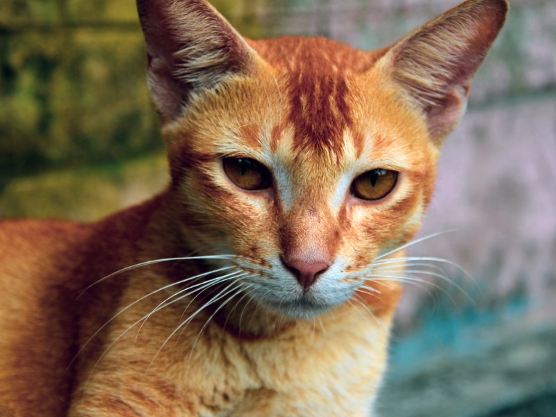 Ceylon Katze schaut in die Kamera