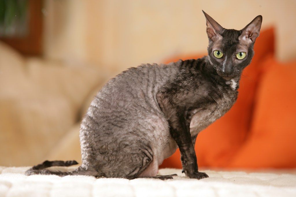 Cornish Rex von der Seite