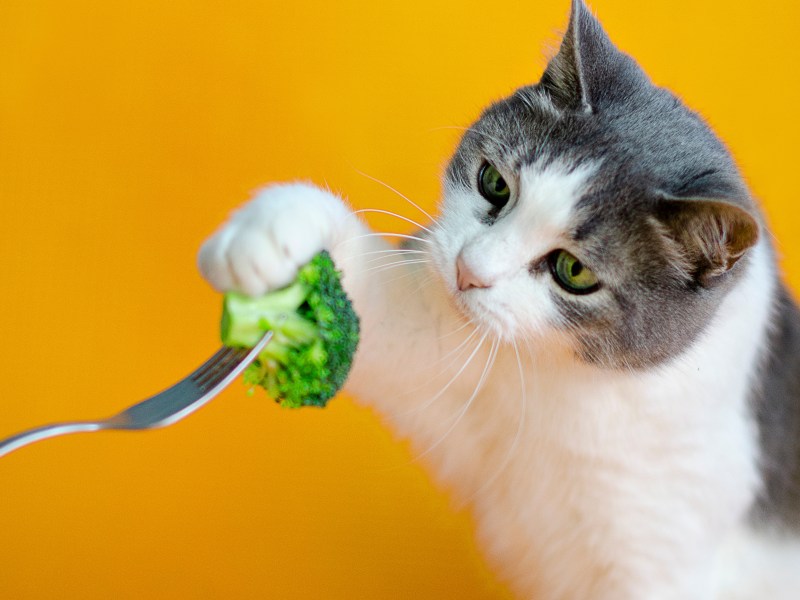Dürfen Katzen Brokkoli essen Katze mit Kabel
