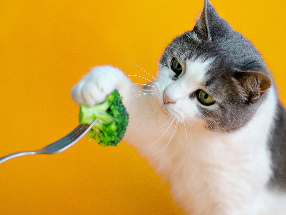 Nährstoffwunder gegen Krebs: Dürfen Katzen Brokkoli essen?