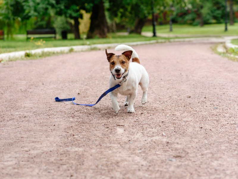 entlaufener Hund