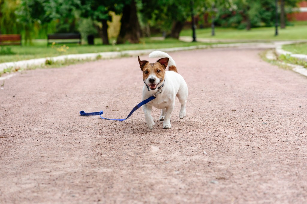 entlaufener Hund