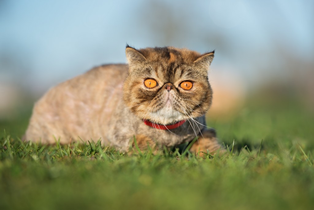 Exotische Kurzhaarkatze liegt auf dem Rasen