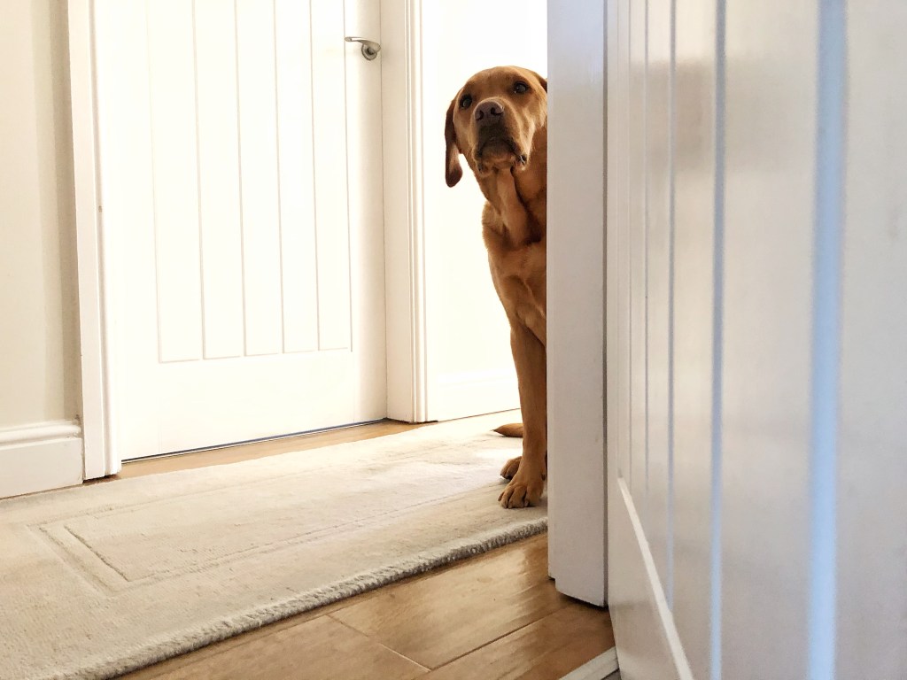 Hund schaut um die Ecke