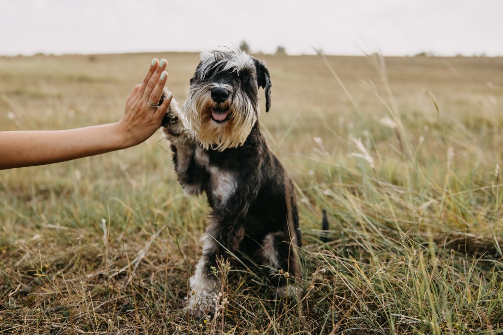 Hund gibt High Five