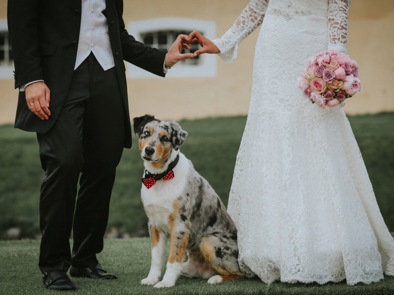 Hochzeit mit Hund