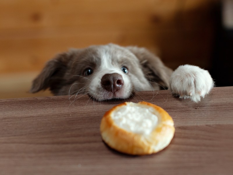 Hüttenkäse für Hunde