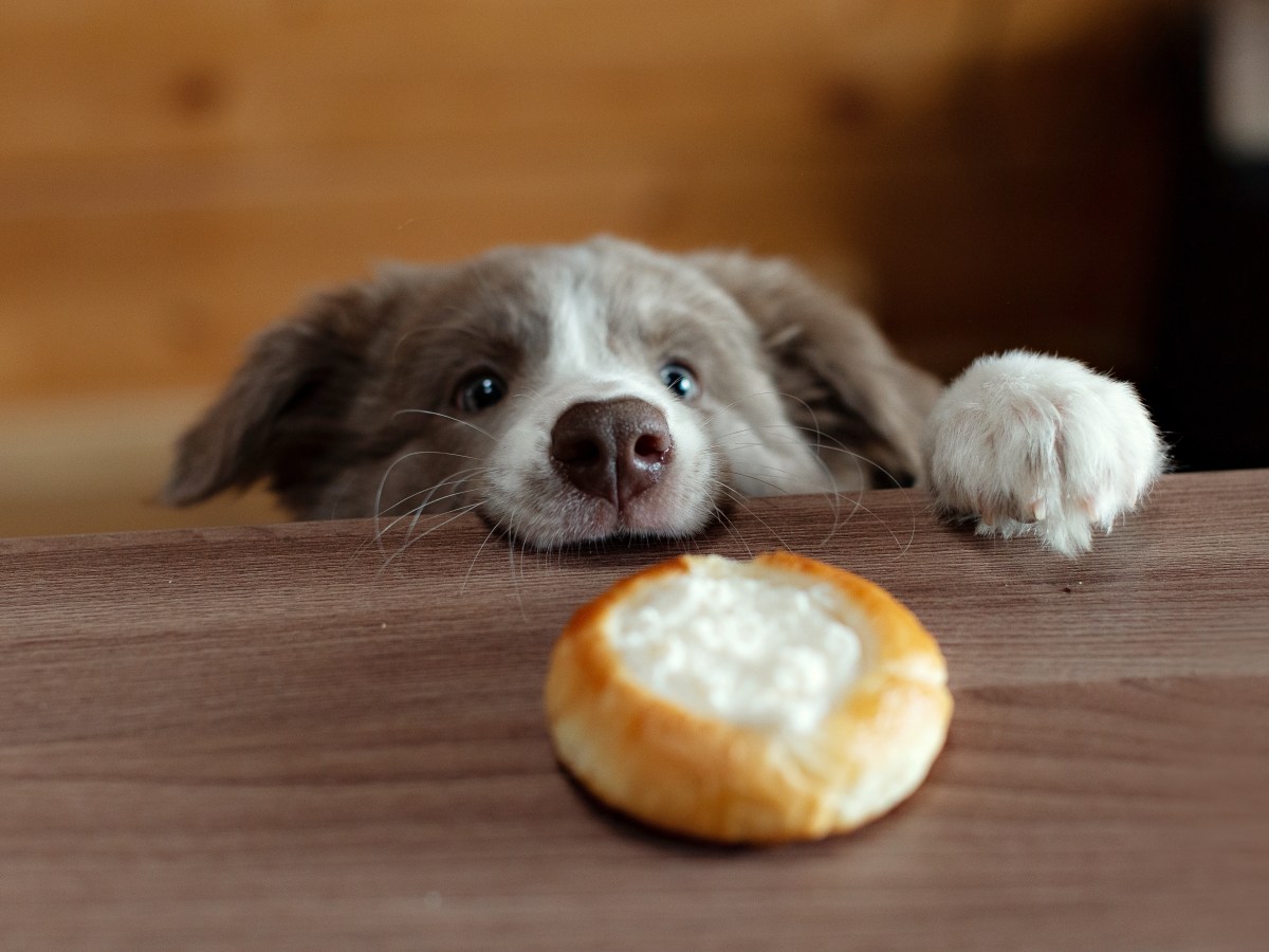 HÃ¼ttenkÃ¤se fÃ¼r Hunde