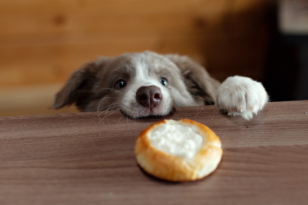 Hüttenkäse für Hunde