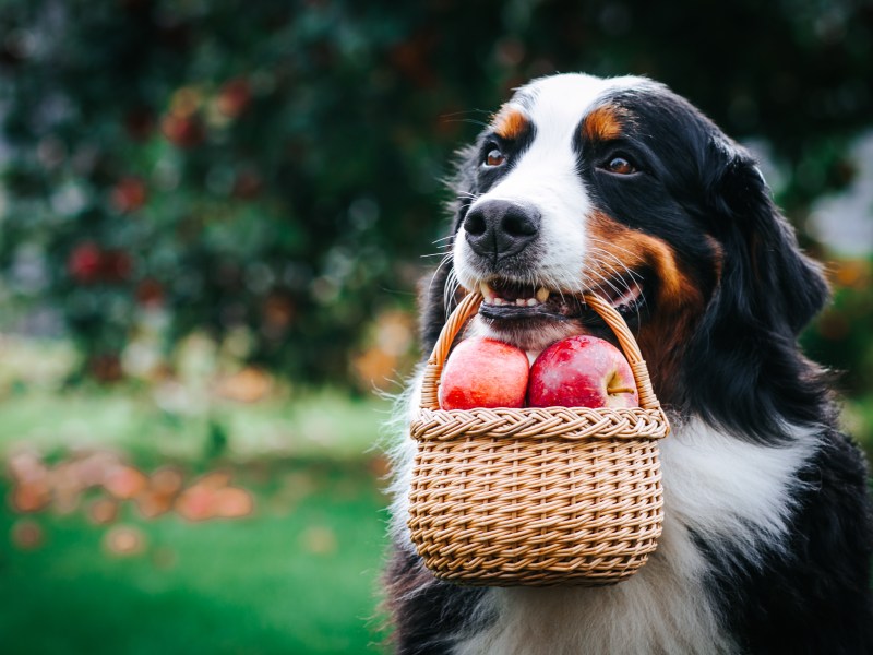 Hund mit Äpfeln