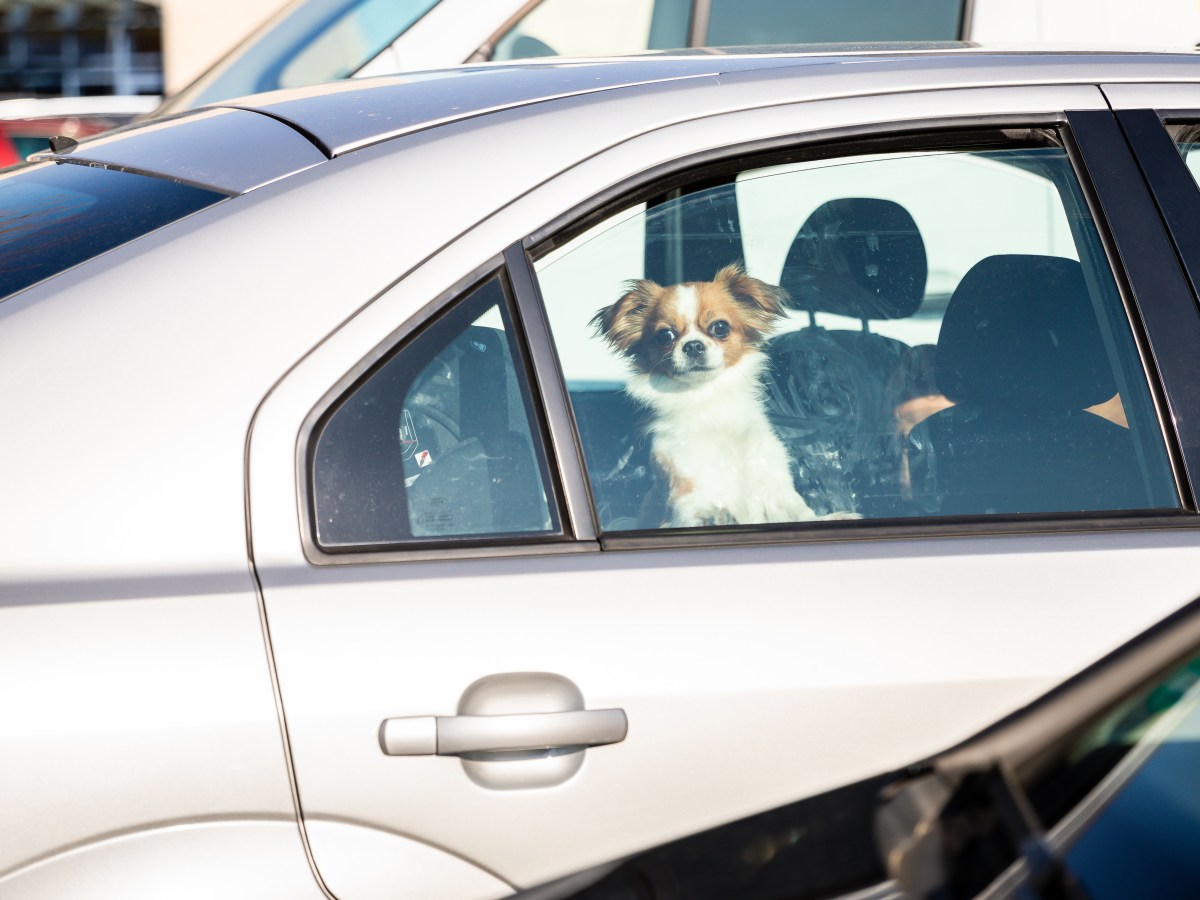 Hund im Auto