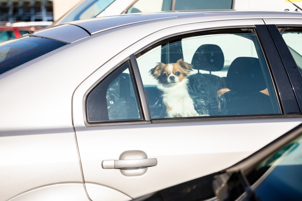 Hund im Auto