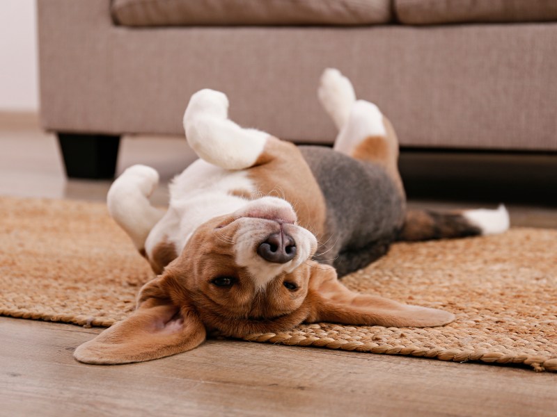 Hund wälzt sich auf dem Boden