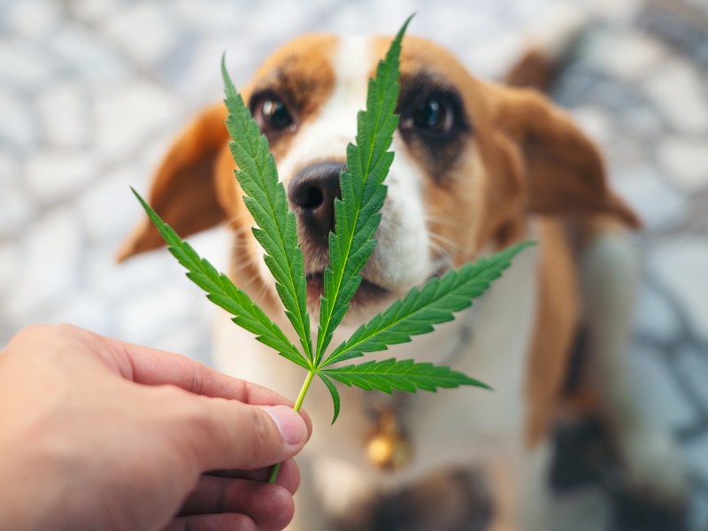 Hund mit Cannabis-Blatt