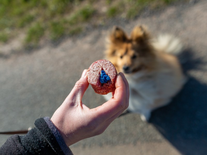 Hund mit Giftköder