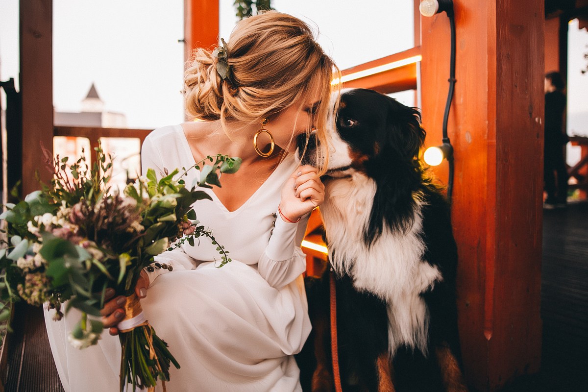 Hund Hochzeit