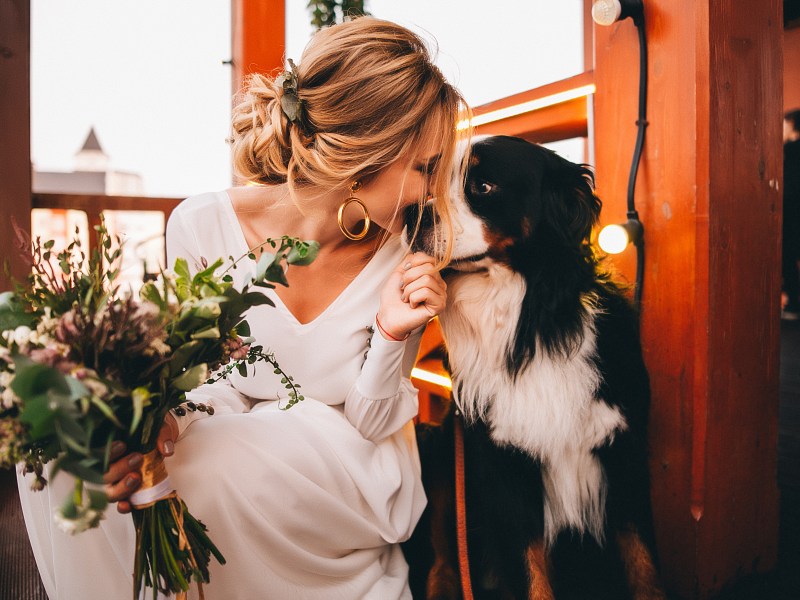 Hund Hochzeit