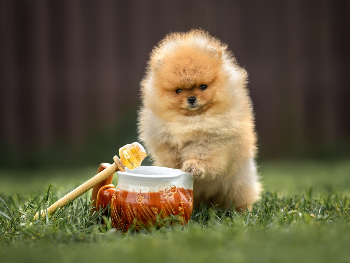 Aus diesem Grund solltest du deinem Hund jeden Tag einen Teelöffel Honig geben