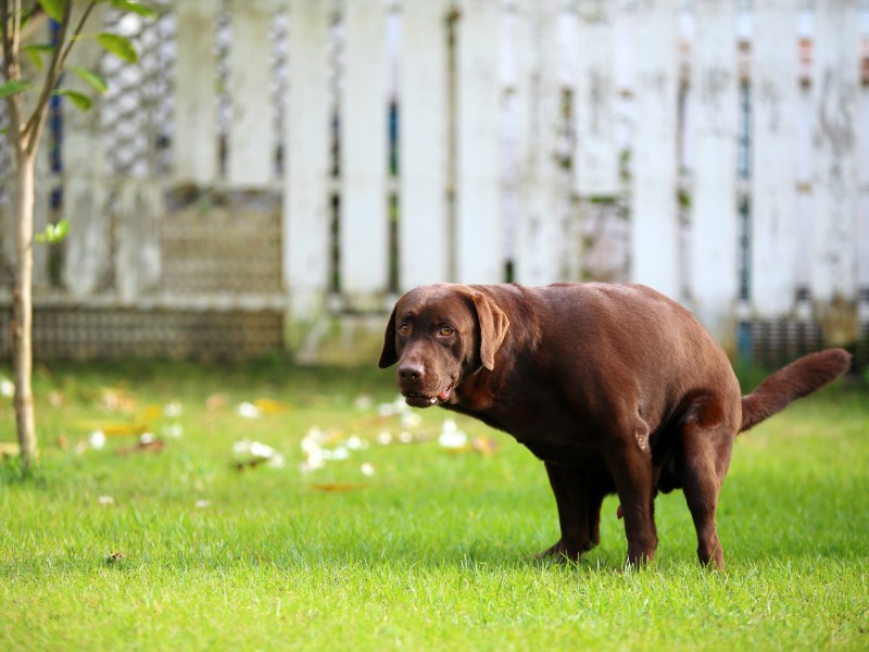 Hund hat Durchfall