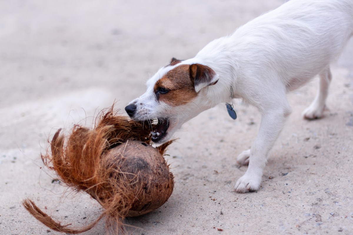 Hund mit Kokosnuss