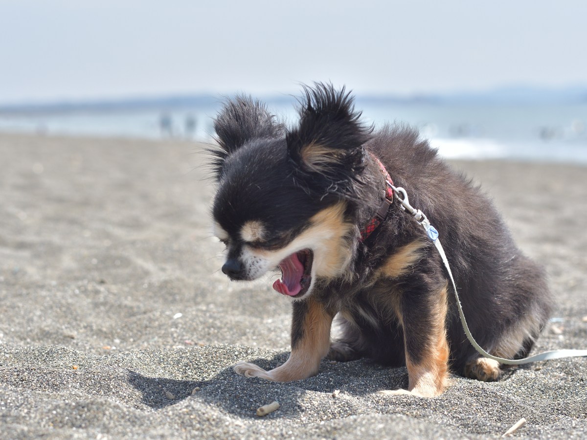 Hund beim RÃ¼ckwÃ¤rtsniesen