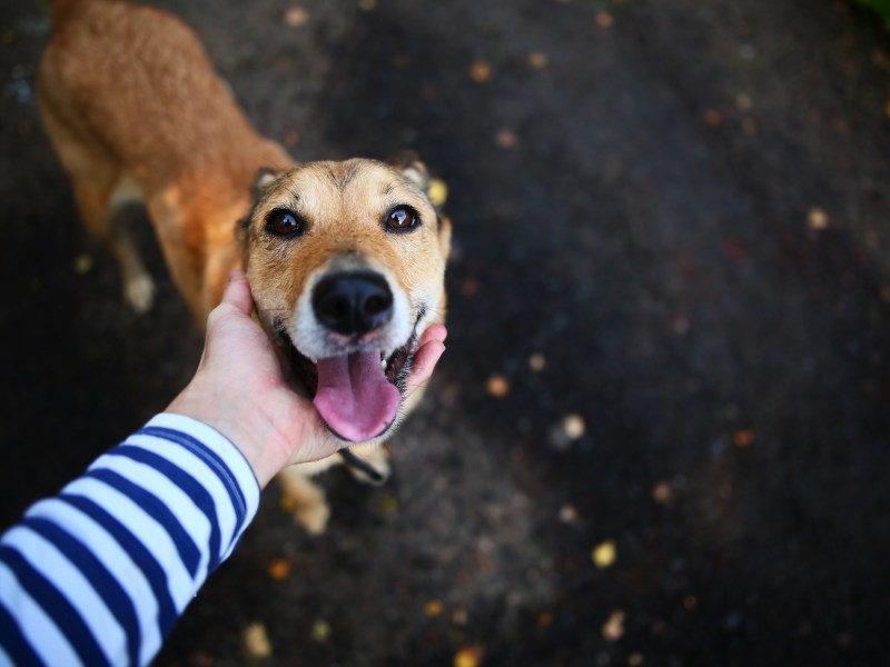 Hund schaut nach oben